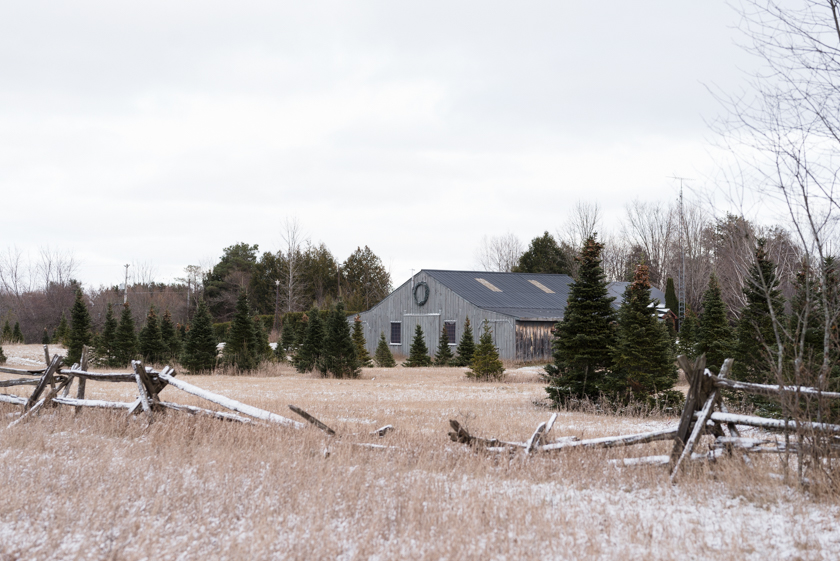 Outdoor Tree Farm Family Session in Oxford Mills, Ontario AnneMarie